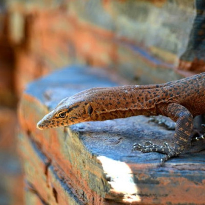 Herpetological Discussions