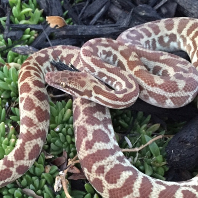 Herpetological Discussions