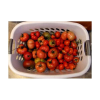 More Canning ideas, Harvest various Vegetables Tips!