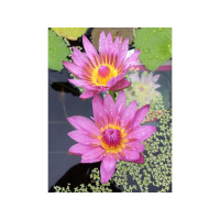 Various music for Fundraisers, Showcasing Commodities, Food Hub $$$ Financing!