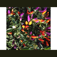 Catalogs are out to select Seeds for Spring 2019, and, USDA info