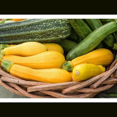 Community Garden Revolution