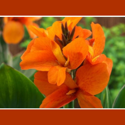 Community Garden Revolution