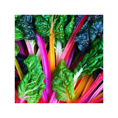 Community Garden Revolution