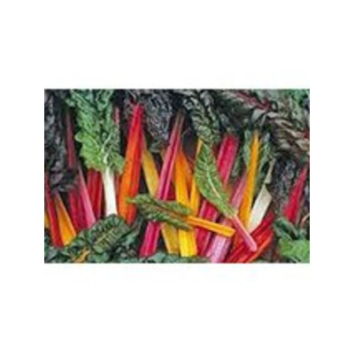 Community Garden Revolution