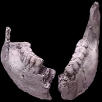 The Young Hominin of Allia Bay