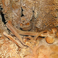 The Cave Man of Altamura