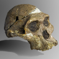 Sexing Mrs. Ples of Sterkfontein