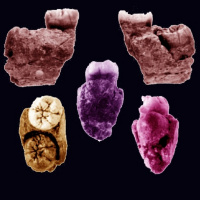 Million Year Old Ngrejeng Child