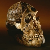 The Robust Female of Drimolen