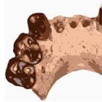The 3 Million Year Old Ape of Chad