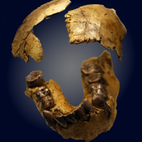 The First Human of Olduvai