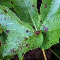 Talking Crops Podcast: Cotton Target Spot - Michael Mulvaney