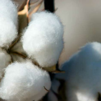 Talking Crops Podcast: Chinas Role in the Global Cotton Market - O.A. Cleveland