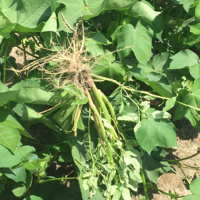 Talking Crops Podcast: Hand Pulling Palmer Pigweed - Guy Collins