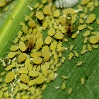 Talking Crops Podcast: Sugarcane Aphid Dos and Donts - Gus Lorenz