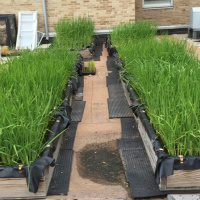 Talking Crops: Growing Rice in the Midwest - Michael Schläppi