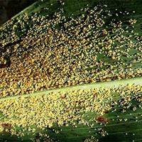 Talking Crops Podcast: Managing Sugarcane Aphids with Transform – Drew Ellis