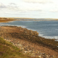 Orkney boo extra - grey seals and skuas