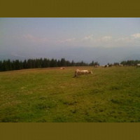 Cow bells at Malga Campet above Feltre, Dolomites, Italy