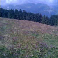 Dolomite meadow peaceful bees and distant cowbells