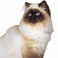 Episode 183 - Cat Sounds