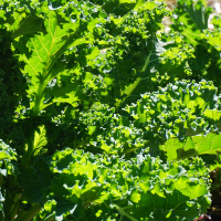 Episode 86 My Morning Routine + Permaculture Frameworks And Processes Audiobook Chapter