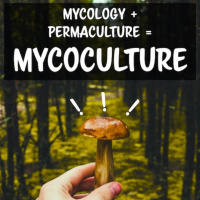 Mycoculture With Matt Powers | Mycosymbiotics 2019
