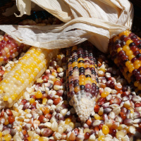 Why We Only Eat Organic or Better in My Family