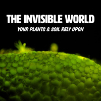 Ep. 185 | The Invisible World Your Plants  Soil Rely Upon