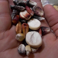 Episode 22 - The Seed Economy vs The Scarcity Economy