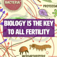 Soil Biology Is The Key To All Fertility | Soil Secrets Excerpt