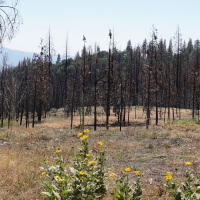 Episode 73 Wildfires, Kickstarter  The Future