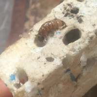 Episode 64 Eddy Garcia Styrofoam Eating Mealworms And Healing Hawaii