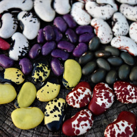 Episode 49 Stephen Smiths Peru:Cradle Of Diversity  Permaculture Gardening Student Reflections