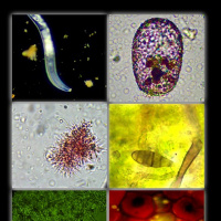 Ep. 175 | Regenerative Soil Microscopy: Careers, Breakthroughs,  the Future with Matt Powers