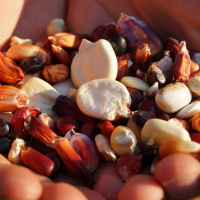 Episode 67 Advanced Seed Saving With Matt Powers