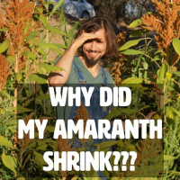 EPISODE 140 - Why My Amaranth Shrank As My Soils Improved