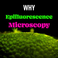 The Power Of Epifluorescence Microscopy