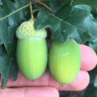 Episode 76 Mark Salter On Acorns For Food