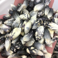 Episode 35 Stephen Smith Talks Corn Like Youve Never Heard Corn Before!