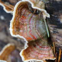 Episode 85 The Fungi Chapter From The Permaculture Student 2  Student Reviews