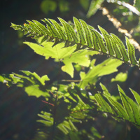 Episode 69 The Advanced Permaculture Student Online Course In The Works