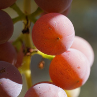 Episode 42 Homeschooling  Permaculture with Matt Powers at the Valley Home Educators Convention