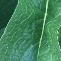 Permaculture Soil Remediation: LEAD