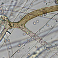 Ep. 178 | What are IMO-1  IMO-2 with Matt Powers