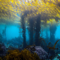 Episode 80 Dan Marquez On Healing The Oceans