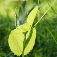 The 6 Keys To Winter Gardening