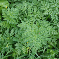 Too Many Weeds In Your Garden?