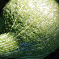 I Dont Know Where to Start - Too Many Permaculture Business Ideas